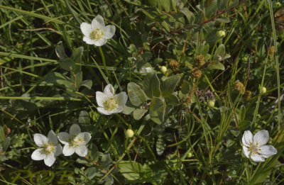 Parnassia palustris