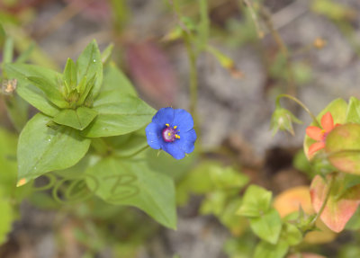 Blauw guigelheil