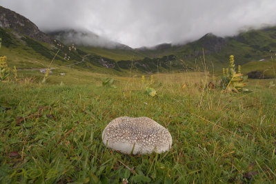 Vlokkige bovist