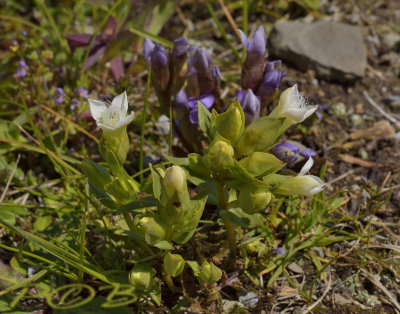 Veldgentiaan wit, Gentiana campestris var. alba