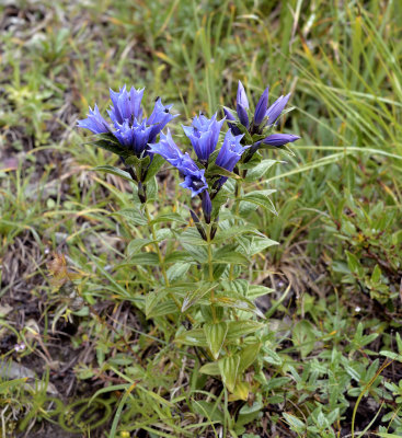 Zijdeplantgentiaan, Gentiana asclepiadea