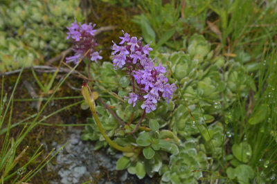 Androsace sp.