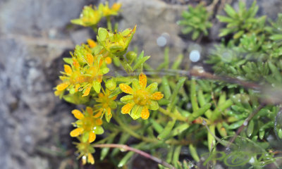 Saxifraga aizoides