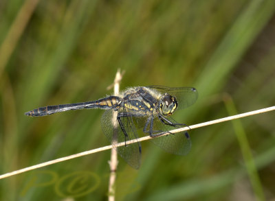 Sympetrum danae