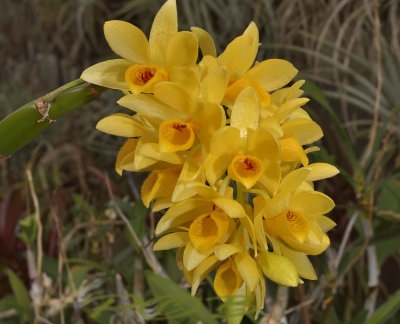 Dendrobium sulcatum