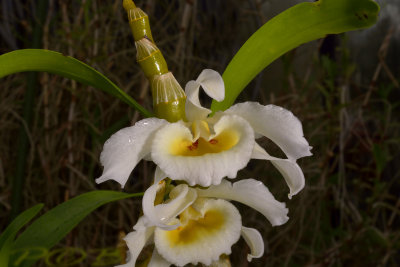 Dendrobium bensoniae