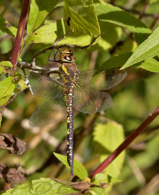 Aeshna mixta, female