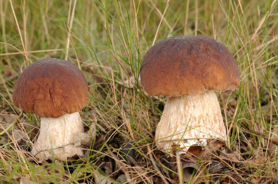 Eikenboleet