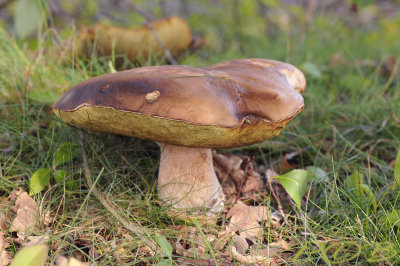 Denneneekhoorntjesbrood, Boletus pinophilus