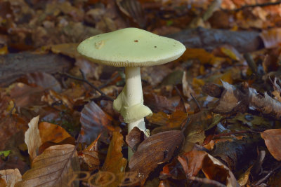 Groene knolamaniet, vers (meest gevaarlijke paddo)