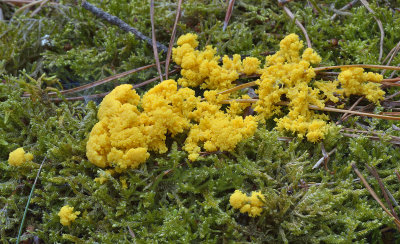 Heksenboter, Fuligo septica var. flava