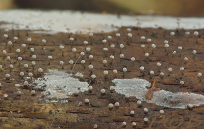 Slijmzwam, sierlijk kalkkopje, hoed kleiner als 1 mm