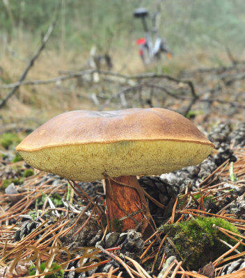 Kastanjeboleet