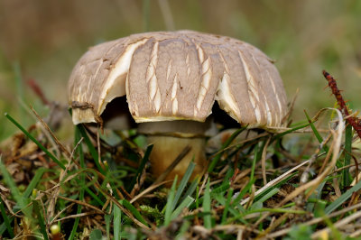 Vezelkop, duinspleetvezelkop