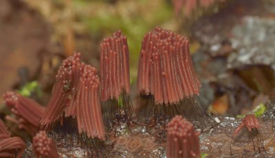 Slijmzwam, Stemonitis fusca
