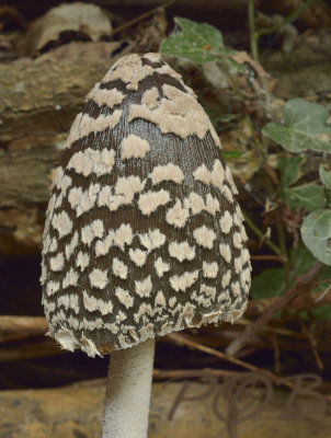 Spechtinktzwam, Coprinopsis picacea