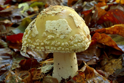 Gele knolamaniet, jong (Amanita citrina)