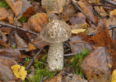 Bonte berkenboleet, jong
