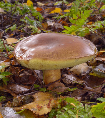 Boleet, Xerocomus spec