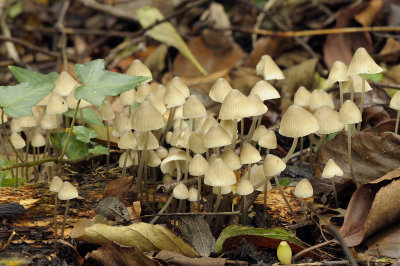 Bundelmycena