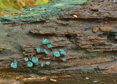 Kopergroene bekerzwam, het mycelium kleurt ook het hout groen (green oak)