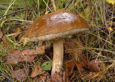 Boleet, blozende berkenboleet - Leccinium oxidabile