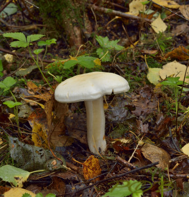 Witte ridderzwam, Tricholoma album