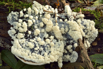 Groot kalkschuim, Mucilago crustacea var. crustacea