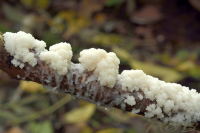 Groot kalkschuim, Mucilago crustacea var. crustacea