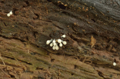 Slijmzwammetje peervormig draadwatje, Trichia decipiens