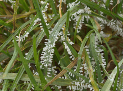 Grasminnend kalknetje, hoedjes ongeveer 1 mm