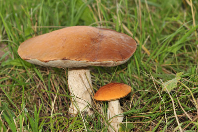 Boleet, oranje berkenboleet, Leccinum versipelle