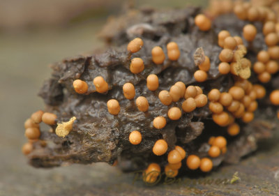 Slijmzwam, fopdraadwatje 1 x 3 mm