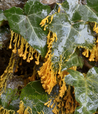 Badhamia utricularis, trosvorming