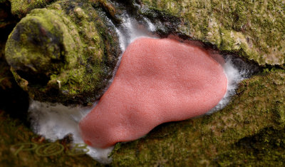 Loodkleurig netplaatje, Dictydiaethalium plumbeum, later bij veroudering loodgrijs