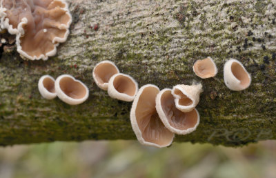 Judasoor, vals judasoor-Auriculariopsis ampla