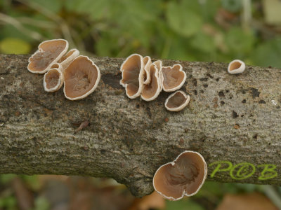 Judasoor, vals judasoor-Auriculariopsis ampla