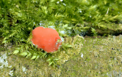 Rossig boomkussen, Enteridium splendens, het slijmspoor komt uit de scheur dus daar is het plasmodium begonnen