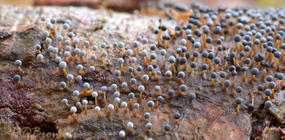 Kalkkopjes, Physarum sp.  kopjes 1 mm