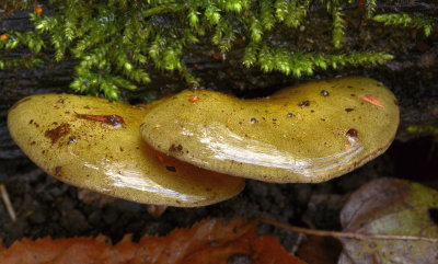 Groene schelpzwam