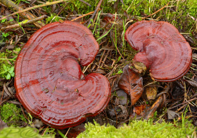 Lakzwam, Ganoderma lucidum, op dode boomwortel