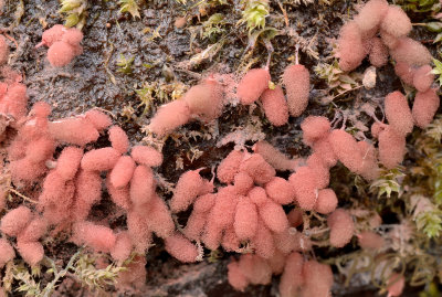 Slijmzwam, Grootmazig netwatje, Arcyria incarnata