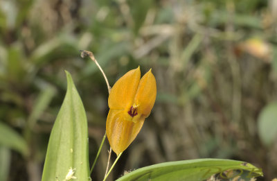 Lepanthes ophelma