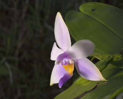 Phalaenopsis violacea coerulea