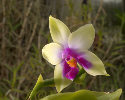 Phalaenopsis violacea var. Borneo