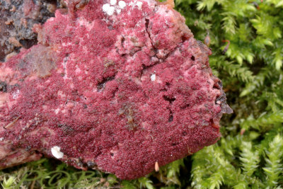 Hypomycus rosellus