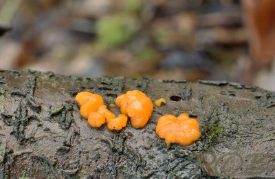 Grote druppelzwam