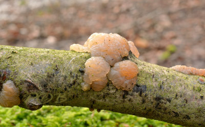 Klontjes trilzwam, Myxarium nucleatum