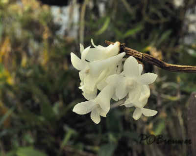 Dendrobium sp.  Birma