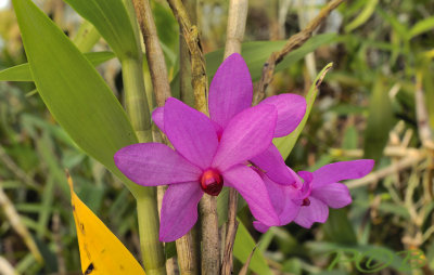 Dendrobium sulawesii